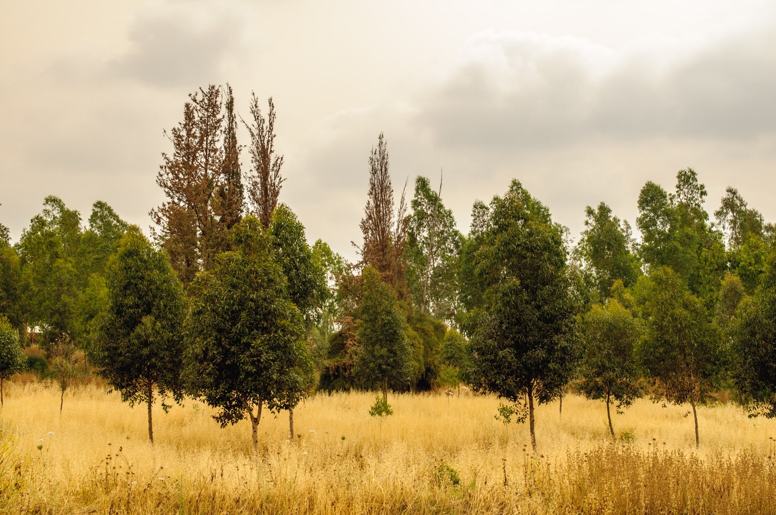 field of trees, 2011