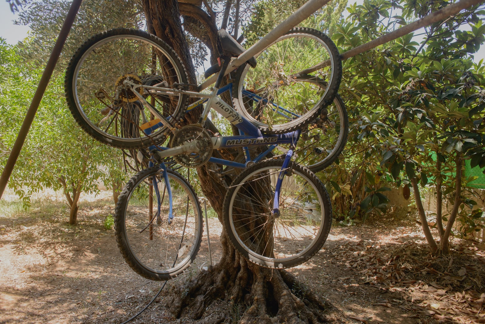 Bicycle tree, 2016