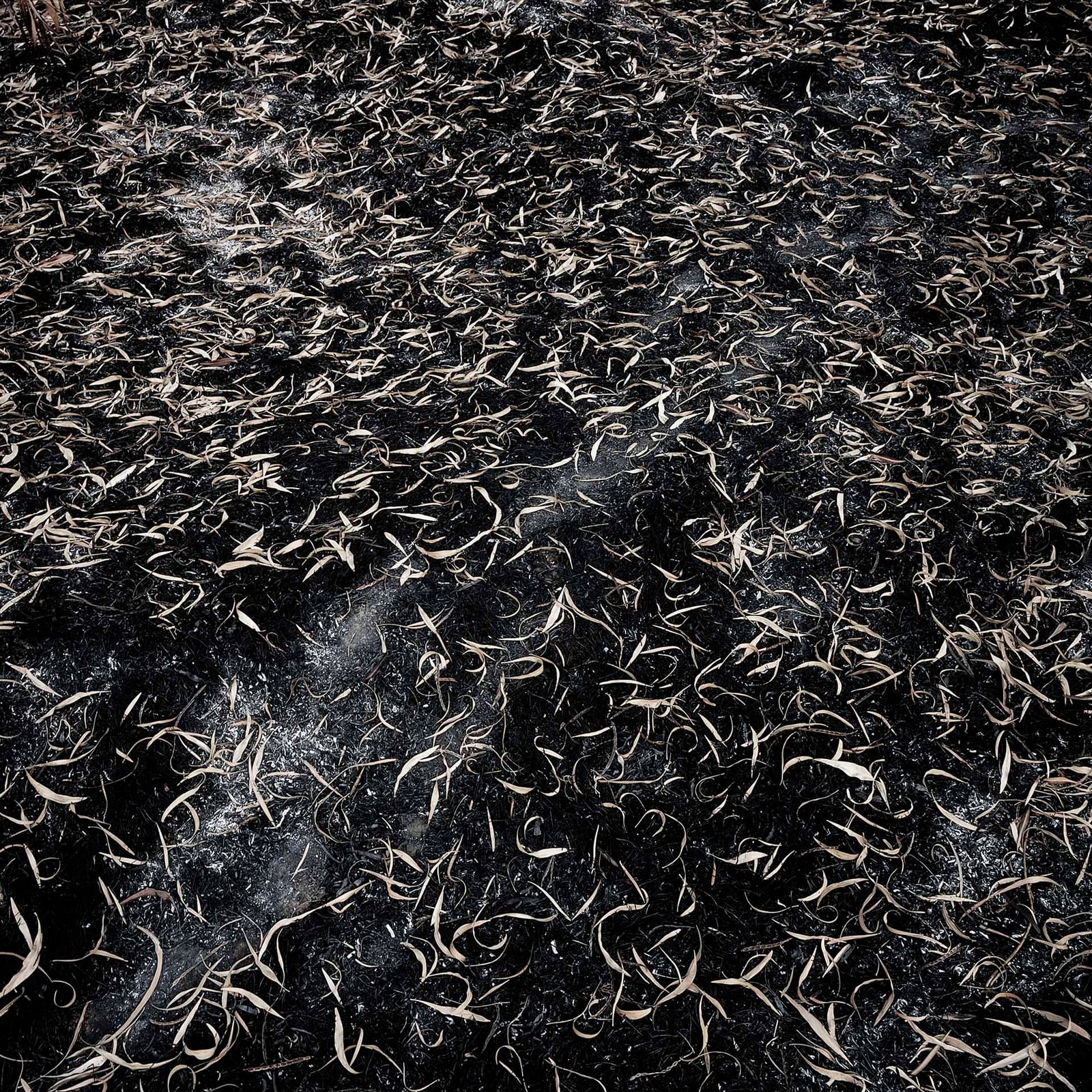 Leaves 2007