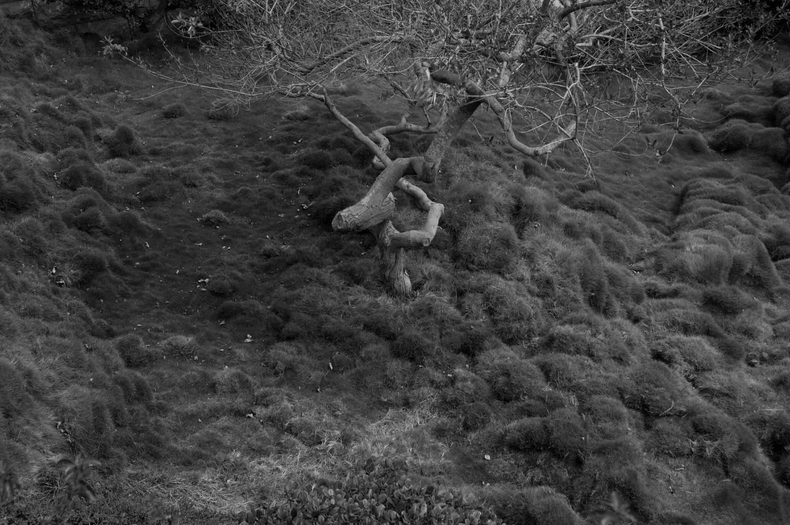 Tree 2006