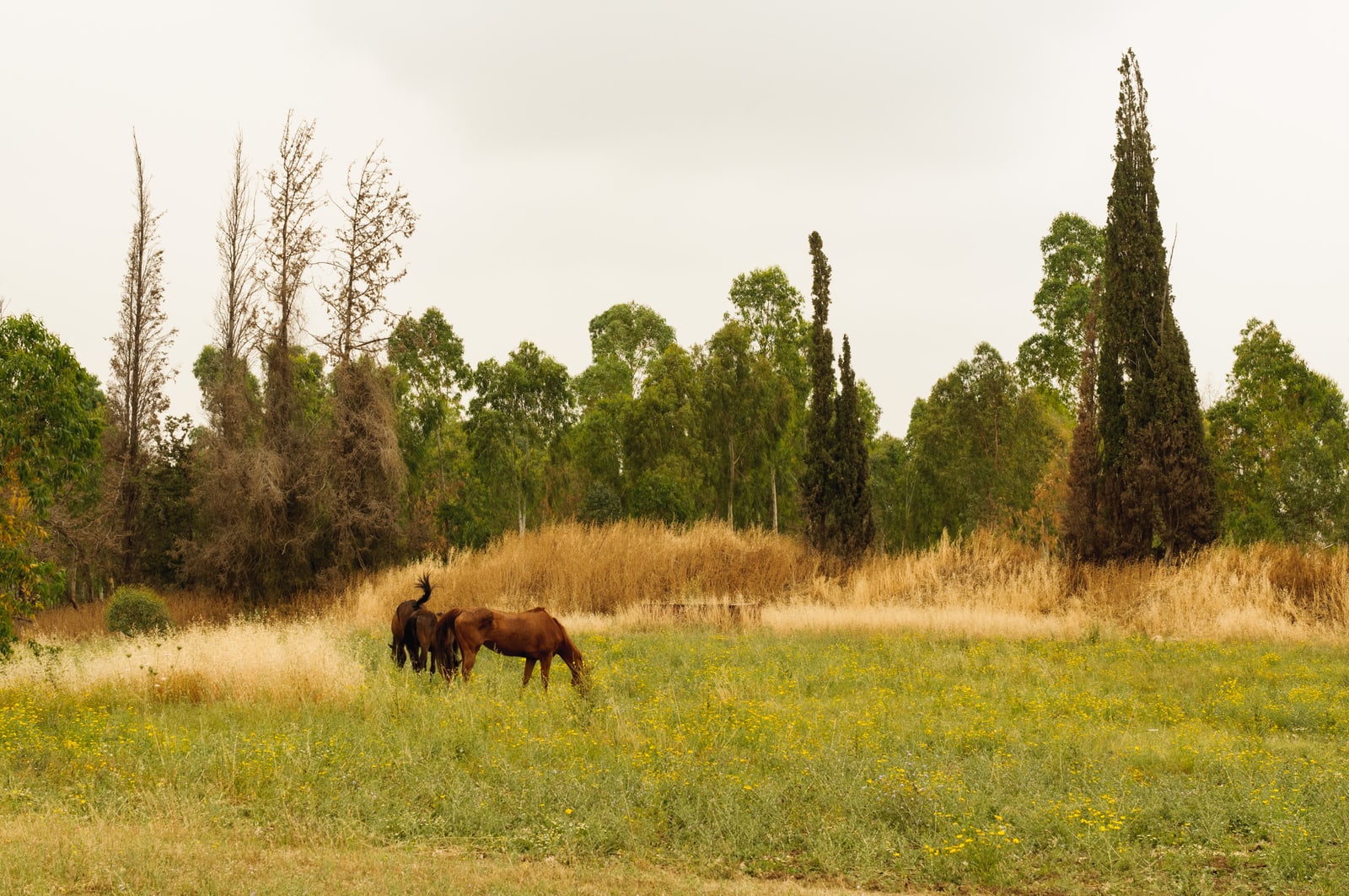 horses, 2011
