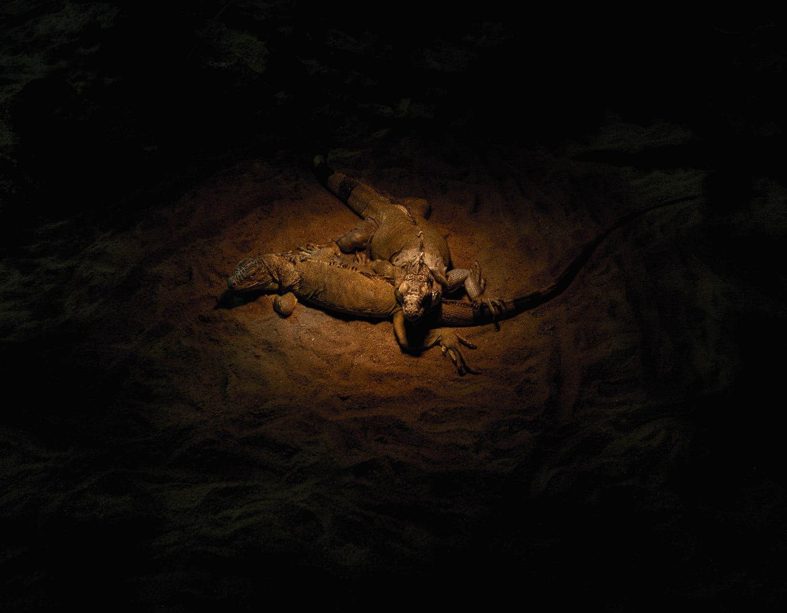 Lizards play 2014