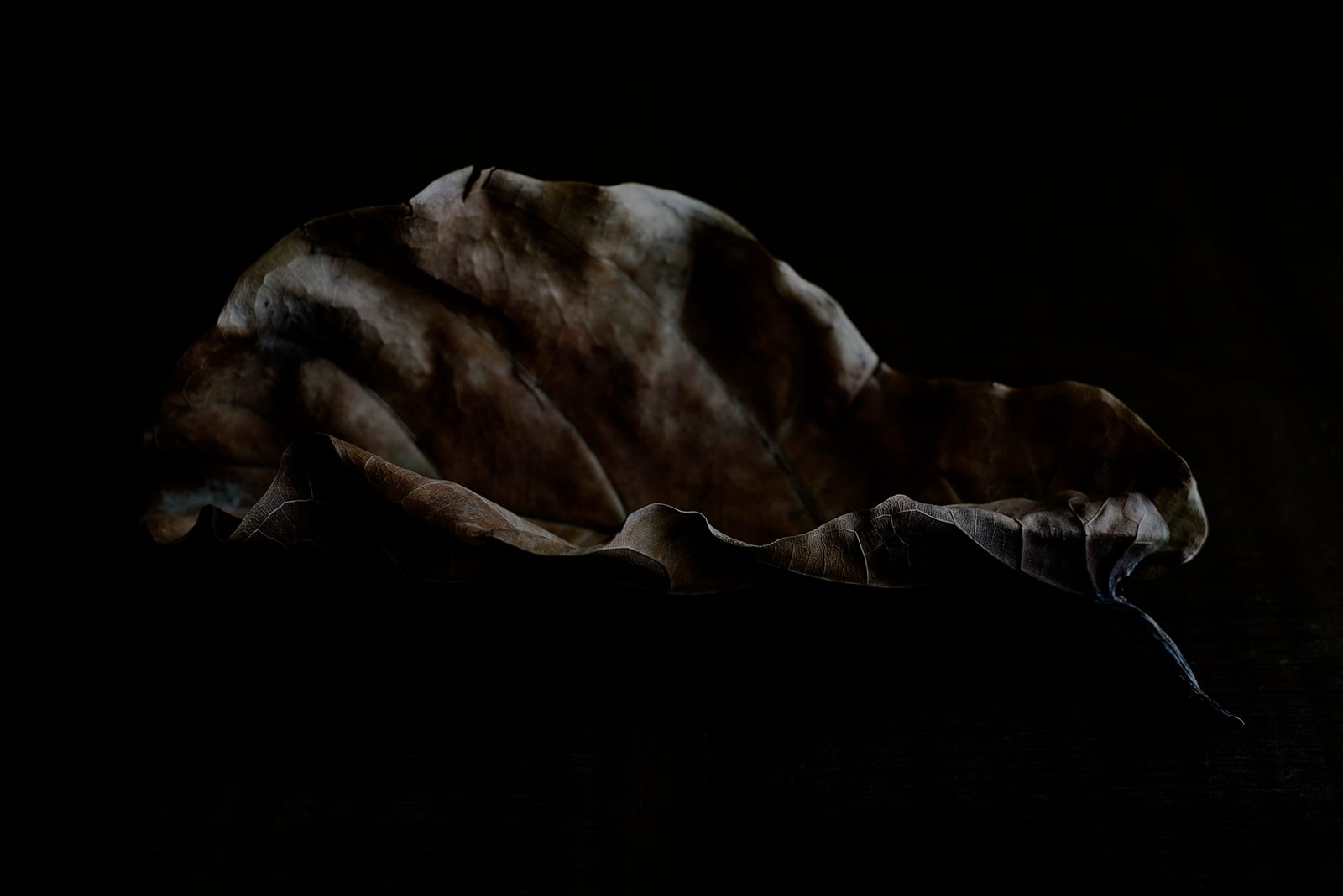 Leaf 2013